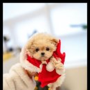 조이퍼피 강아지분양 이미지