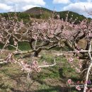 복사꽃향기 이미지