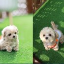강남강아지분양 도그캐슬에서 시작된 반려 생활의 기쁨