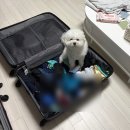 하도 조은 | 김포 조은미래 산부인과 | 제왕절개 수술 1일차 ~ 2일차 디테일한 후기