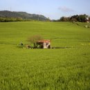 하안도깨비 이미지