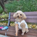 우리들애견 | 담양 애견 카페 파인드업 방문 후기