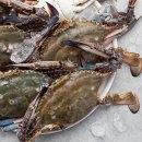 외포리꽃게마을 이미지