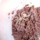 엔트리헤어 이미지