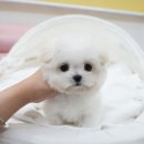 대구강아지분양 럽댕 | 대구애견샵 대구강아지 럽댕 후기입니다!!