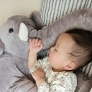 코끼리세탁 이미지