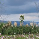 예당습지생태공원 이미지