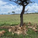 세렝게티 이미지