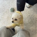 펫티시에 이미지