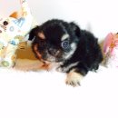 아이러브독 서초점 이미지