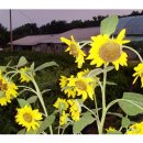 햇살마루목장 이미지