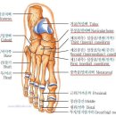 ＜근골격 계＞ - 발목 이미지