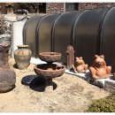 비둘기모사 이미지