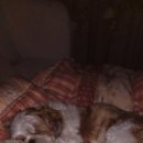 전주애견유치원 몽카롱 이미지