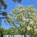 탑동 석불 | 5월 경주 추천 여행 #오릉이팝나무 #서악동삼층석탑작약 #경주걷기길