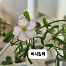 포레스트디바 이미지
