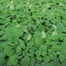 청초당한의원 이미지