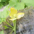 동아농장 이미지