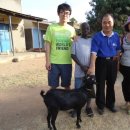 양한마리 이미지