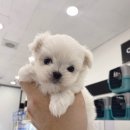 미유펫 강아지고양이 수원점 이미지