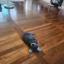 [신혼 일상, 밥상 #1] 서울로 이사 후 전입신고 완료!! 숨고 어플에서 입주청소, 조명 설치, 커튼 하기!