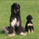 오늘의 종합 포토 뉴스(05/11/15) 이미지