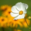 신평1동-5 이미지