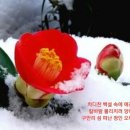 동백 이미지