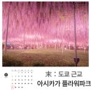 등나무 | 도쿄 근교 5월에 가기 좋은 여행지 아시카가 플라워파크 등나무 축제 후기부터 가는방법까지