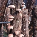 청정지역 산 속에서. 국립순천대학교에서 인증 받은 유기농 표고버섯을. 몇분께 한정판매 합니다 이미지