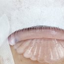 로코네로 이미지