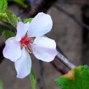 행복한사과나무 이미지