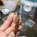 잉크크레스티드