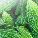 여주-0401 이미지