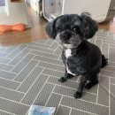 강아지 관절사료 추천 저의 선택기준