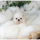 유앤미펫 강아지분양 고양이분양 일산점 이미지