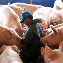 한돈농장 이미지