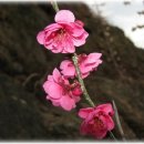 매화목장 이미지