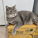 701아를고양이카페(cat in the art) 이미지