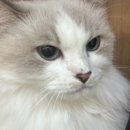 냥카페,루브 이미지