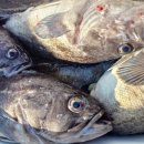 피싱랜드 이미지