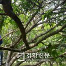망고나무아래 이미지