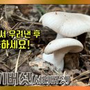 야생버섯은 씻어서 바로 요리해 먹으면 안됩니다! 깔때기버섯(서리버섯) CUT (장경수 황태달 야생버섯산행 mushroom) 이미지