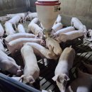 제주청정돼지 이미지