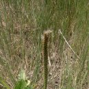 질경이농장 이미지