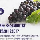 포도 효능 포도씨 포도 칼로리 제철 포도즙 먹는 법 포도 보관법 이미지