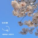 이번 주 소소한 일상 (ft. 벚꽃 주간 YMCA 마라톤 요코하마 마라톤 접수 불가 벚꽃런 )