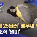 [와글와글] "2개에 25달러" 앵무새 폭로에 마약 조직 '덜미' (2025.08.08/뉴스투데이/MBC) 이미지