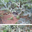 기용농장 이미지