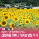 푸른마을경로당 | 여름에 꼭 가봐야 할 통영 꽃구경 명소, 신봉마을 해바라기 꽃밭 방문 후기